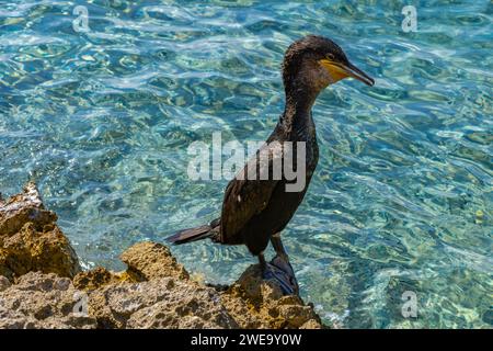 Großer schwarzer Kormoranvogel am Ufer der Adria in Kroatien Stockfoto