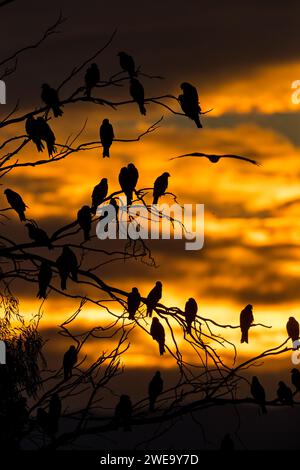 Schwarzmilan, MILVUS MIGRANS, Stockfoto