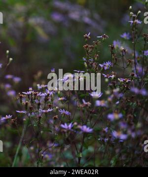 Nahaufnahme einheimischer violetter Astern, die im Garden in the Woods blühen. Stockfoto