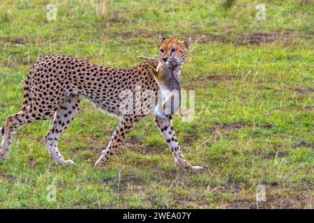 Gepard (Acinonyx jubatus) mit Jagdbeute Stockfoto