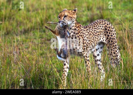 Gepard (Acinonyx jubatus) mit Jagdbeute Stockfoto