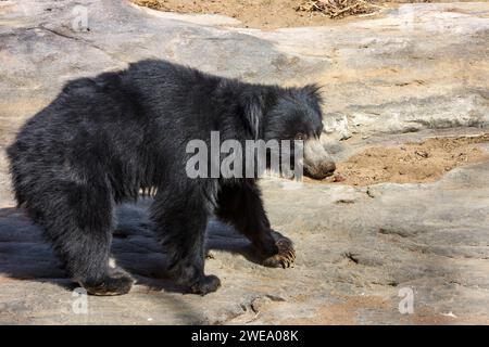 Lippenbär (Melursus ursinus) Stockfoto