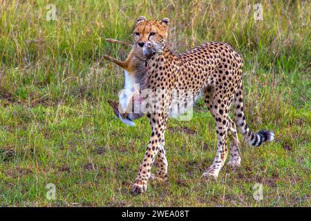 Gepard (Acinonyx jubatus) mit Jagdbeute Stockfoto