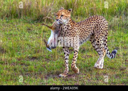 Gepard (Acinonyx jubatus) mit Jagdbeute Stockfoto