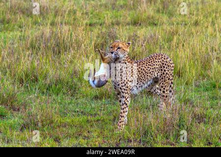 Gepard (Acinonyx jubatus) mit Jagdbeute Stockfoto