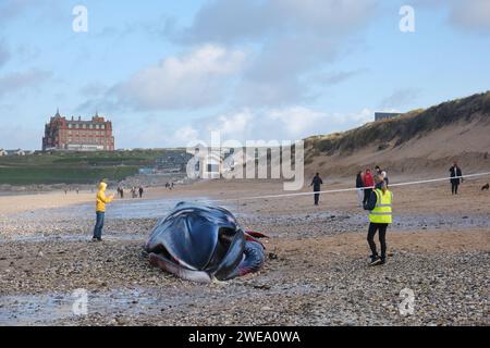 Die Kadaver des 16 Meter langen Finnwals wurden am Fistral Beach in Newquay in Cornwall in Großbritannien gespült. Stockfoto