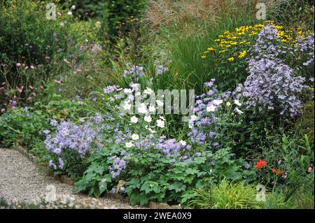 Herbstblumenbeet: New York Aster (Symohyotrichum novi-belgii), Orangenblume (Rudbeckia fulgida) und Chinesisches Silbergras (Miscanthus sinensis) Stockfoto