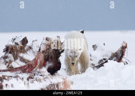 Eisbär Ursus maritimus altes Wildschwein, das auf Walknochen Fleisch und Blubber auf dem neu gebildeten Packeis-Fall Frosten Sie 1002 ANWR Kaktovik Alaska auf Stockfoto