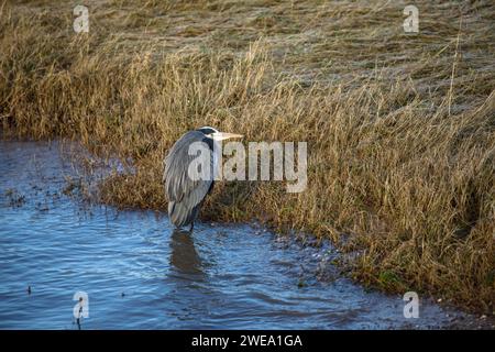 reiher (Ardea cinerea) am Rheinufer, Köln, Deutschland. Graureiher (Ardea cinerea) am Rheinufer, Köln, Deutschland. Stockfoto