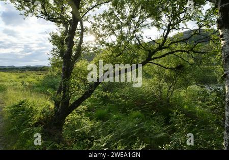 Birken am Ufer von Loch Stack, Scottish Highland Stockfoto