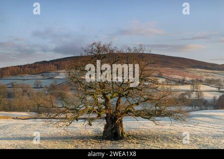 Eine alte Eiche, die auf Feldern in der Nähe des Dorfes Barden, Wharfedale, Yorkshire Dales National Park, Großbritannien, steht Stockfoto