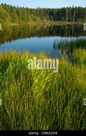 Anderson, Anderson Lake State Park, Washington Stockfoto