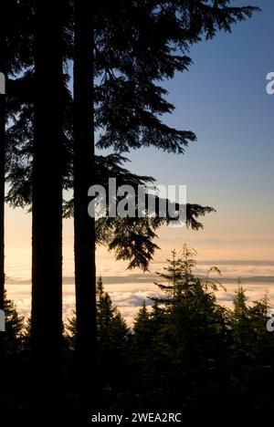 Tannensilhouette mit Nebel über Puget Sound vom Mt Walker Aussichtspunkt, Olympic National Forest, Washington Stockfoto