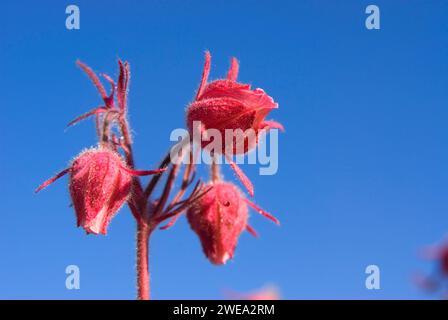 Prairie Rauch auf Blue Mountain, Olympic Nationalpark, Washington Stockfoto