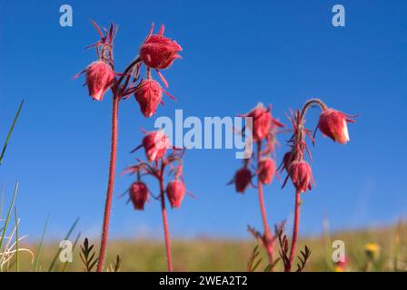 Prairie Rauch auf Blue Mountain, Olympic Nationalpark, Washington Stockfoto