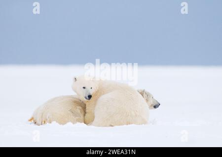 Eisbären Ursus maritimus Erwachsene Funk-Kragen-Mutter, die mit großem Jungtier auf neu gebildetem Packeis ruht und 1002 ANWR Alaska friert Stockfoto