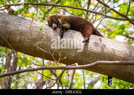 Mittelamerika, Costa Rica, Weissrüssel-Nasenbär, (Nasua narica), Stockfoto