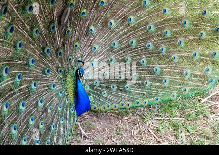 Herrlicher südafrikanischer Pfau, der sein lebhaftes, farbenfrohes Gefieder mit Augenflecken in einer natürlichen Umgebung zeigt Stockfoto