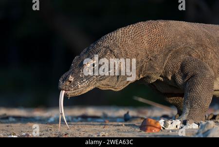 Komodo, Drache, Waran, (Varanus komodoensis) Komodo, Indonesien, Komodo-Waran, Echse, Echsen, Schuppenkriechtiere, Stockfoto