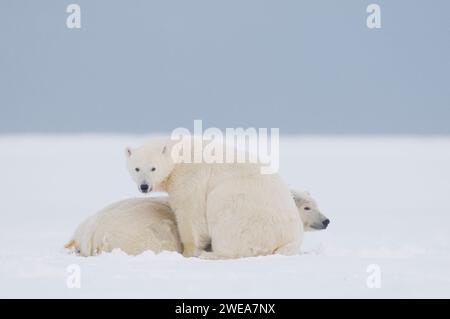 Eisbären Ursus maritimus Erwachsene Funk-Kragen-Mutter, die mit großem Jungtier auf neu gebildetem Packeis ruht und 1002 ANWR Kaktovik Barter I friert Stockfoto