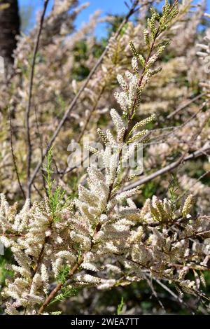 Taray oder Taraje (Tamarix africana) ist ein Laubbaum, der an den westlichen Mittelmeerküsten beheimatet ist. Blumendetail. Stockfoto