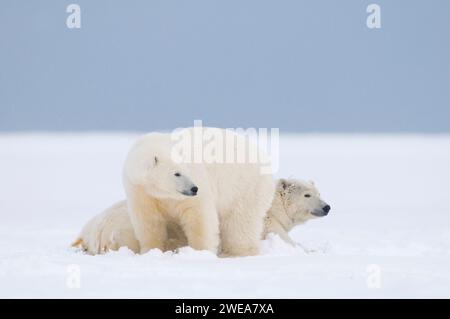 Eisbären Ursus maritimus Erwachsene Funk-Kragen-Mutter, die mit großem Jungtier auf neu gebildetem Packeis ruht und 1002 ANWR Kaktovik Barter I friert Stockfoto