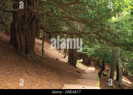 Eibe, Schwarzeibe oder Europäische Eibe (Taxus baccata) ist ein immergrüner Nadelbaum, der in Mitteleuropa und Südeuropa, Nordwestafrika und Westasien beheimatet ist Stockfoto