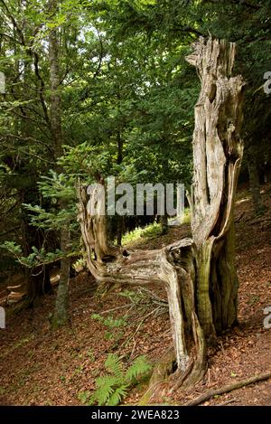 Eibe, Schwarzeibe oder Europäische Eibe (Taxus baccata) ist ein immergrüner Nadelbaum, der in Mitteleuropa und Südeuropa, Nordwestafrika und Westasien beheimatet ist Stockfoto