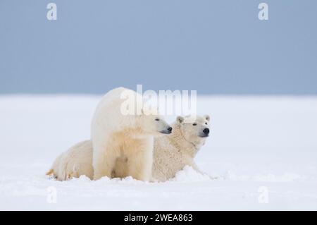 Eisbären Ursus maritimus Erwachsene Funk-Kragen-Mutter, die mit großem Jungtier auf neu gebildetem Packeis ruht und 1002 ANWR Kaktovik Barter I friert Stockfoto