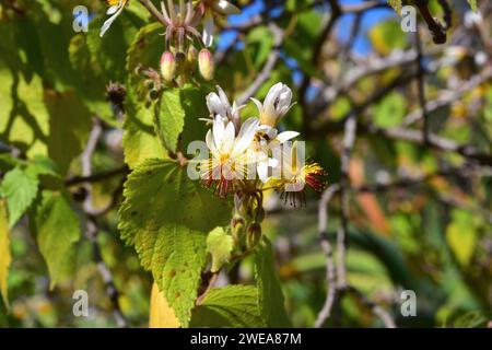 Afrikanischer Hanf (Sparrmannia africana oder Sparmannia africana) ist ein im südlichen Afrika und Madagaskar heimischer Baum. Blumen und Blätter Detai Stockfoto