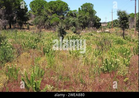 daphne (daphne gnidium) ist ein giftiger immergrüner Sträucher, der im Mittelmeerbecken beheimatet ist. Dieses Foto wurde in der Nähe von La Junquera, Girona Provin, aufgenommen Stockfoto