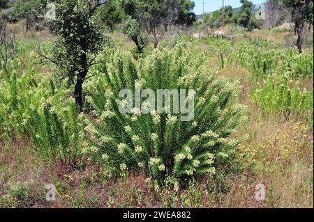 daphne (daphne gnidium) ist ein giftiger immergrüner Sträucher, der im Mittelmeerbecken beheimatet ist. Dieses Foto wurde in der Nähe von La Junquera, Girona Provin, aufgenommen Stockfoto