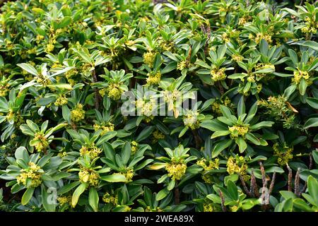 Lorbeer (Daphne laureola) ist ein giftiger immergrüner Strauch, der in Mittel- und Südwesteuropa und im westlichen Nordafrika beheimatet ist. Dieses Foto wurde aufgenommen Stockfoto