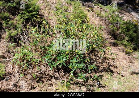 Lorbeer (Daphne laureola) ist ein giftiger immergrüner Strauch, der in Mittel- und Südwesteuropa und im westlichen Nordafrika beheimatet ist. Dieses Foto wurde aufgenommen Stockfoto