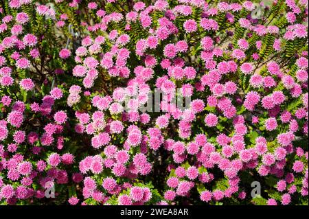 Reisblüte (Pimelea ferruginea) ist ein mehrjähriger Strauch, der in Australien beheimatet ist. Stockfoto