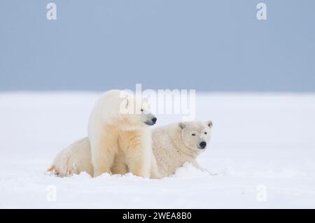 Eisbären Ursus maritimus Erwachsene Funk-Kragen-Mutter, die mit großem Jungtier auf neu gebildetem Packeis ruht und 1002 ANWR Kaktovik Barter I friert Stockfoto