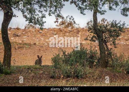 Europäisches Kaninchen - Oryctolagus cuniculus, süßes Kleinsäugetier aus europäischen Wiesen und Grasland, Andalusien, Spanien. Stockfoto