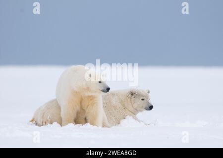 Eisbären Ursus maritimus Erwachsene Funk-Kragen-Mutter, die mit großem Jungtier auf neu gebildetem Packeis ruht und 1002 ANWR Kaktovik Barter I friert Stockfoto