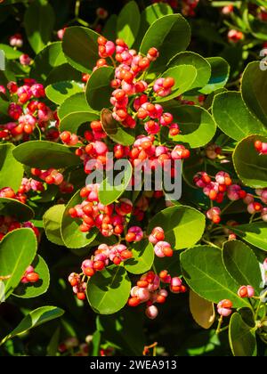 Winterfrüchte und Samen des japanischen Spindelbaums Euonymus japonicus Stockfoto