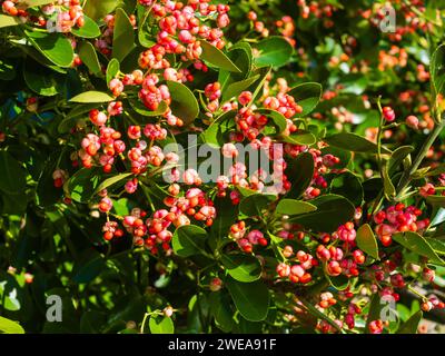 Winterfrüchte und Samen des japanischen Spindelbaums Euonymus japonicus Stockfoto