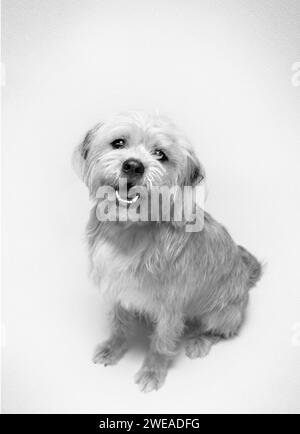 Ein schwarz-weißes Studio-Porträt eines glücklichen Drahthaarhunds. Stockfoto