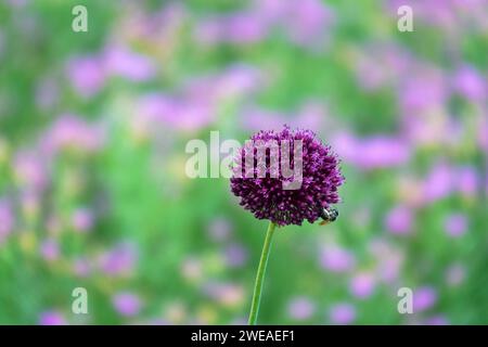 Lauchzwiebeln (Allium atroviolaceum) wachsen in Ablagerungen (trockene Steppe) der nördlichen Schwarzmeerregion und der Krim. Viele Nektarophagen und po Stockfoto