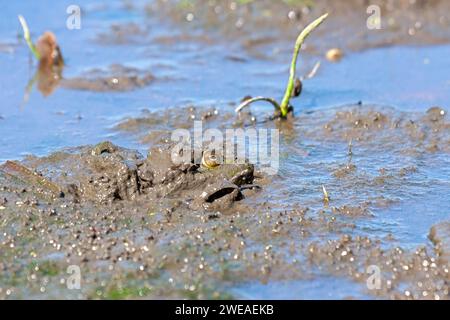 Amerikanischer Stierfrosch taucht aus einem Wattenmeer auf. Nur sein Auge ist im dunklen matschigen Boden zu sehen. Stockfoto