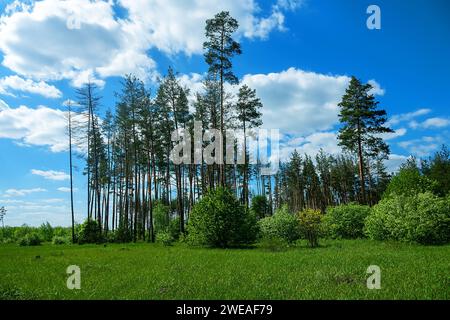 Ein alter künstlicher Kiefernwald. Waldrand und Waldwiese. Wilde Kirschen, wilde Apfel- und Haselnussbäume wachsen am Rand Stockfoto