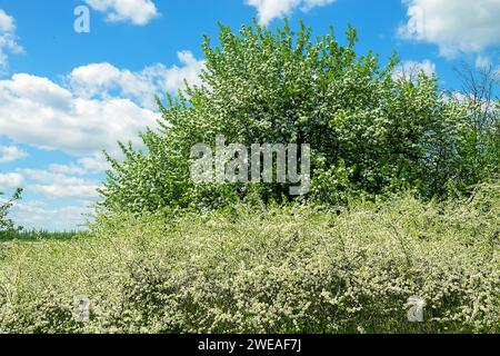 Schwarzdorn (Prunus spinosa) thornbusch. Blühender wilder Apfelbaum im Hintergrund. Waldsteppe mit blühenden Wildobsthühlen. Art der Biokenosi Stockfoto