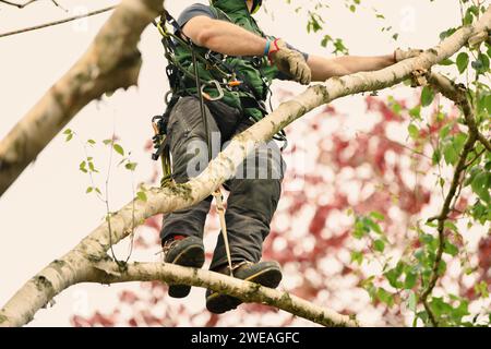 Man klettert auf einem Baum, um Zweige zu trimmen Stockfoto