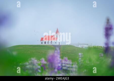 Wunderschöne heilige Ingjaldsholskirkja Kirche auf einem Hügel mit Lupinen Wildblumen blühen im Nebel im Sommer auf der Halbinsel Snaefellsnes, Island Stockfoto