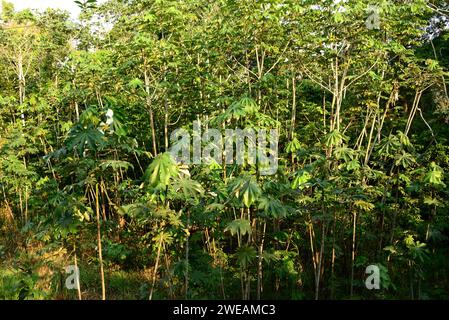 Snakewood (Cecropia peltata) ist ein immergrüner invasiver Baum, der im tropischen Amerika beheimatet ist. Dieses Foto wurde in der Nähe von Manaus, Brasilien, aufgenommen. Stockfoto