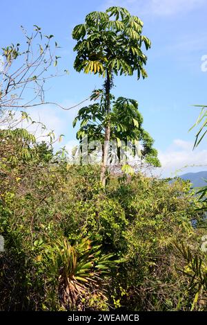 Snakewood (Cecropia peltata) ist ein immergrüner invasiver Baum, der im tropischen Amerika beheimatet ist. Dieses Foto wurde in der Nähe von Paraty, Brasilien, aufgenommen. Stockfoto