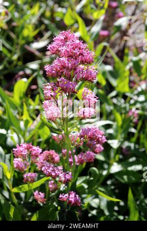 Der Rotbaldrian (Centranthus ruber) ist ein mehrjähriger Sträucher, der im Mittelmeerraum und in Portugal beheimatet ist. Dieses Foto wurde im Naturpark Garraf, Barcelo, aufgenommen Stockfoto